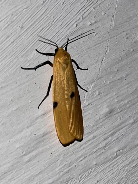 Lithosia quadra - négypettyes zuzmószövő