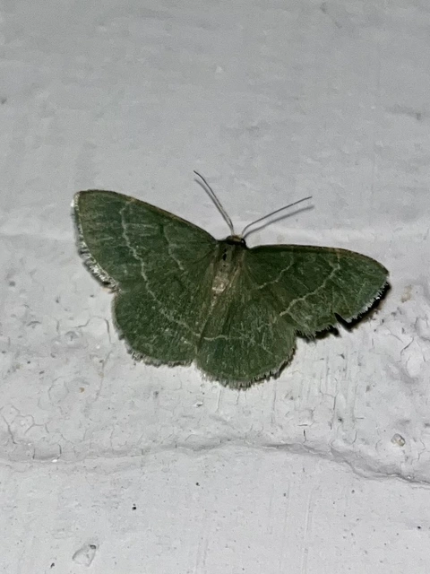 Chlorissa cloraria - sárgászöld araszoló