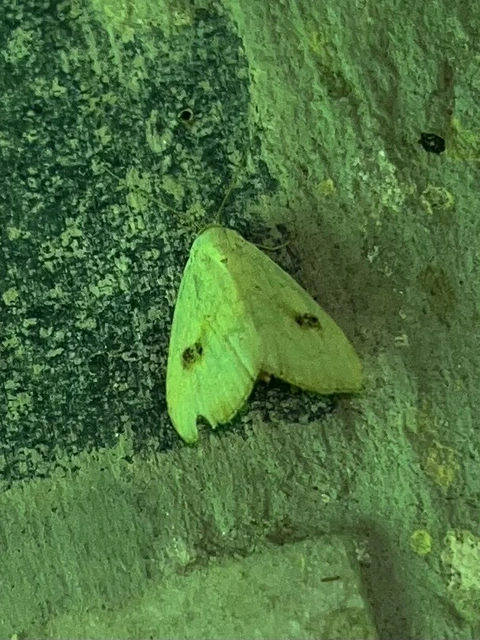 Rivula sericealis - selymes lórombagoly