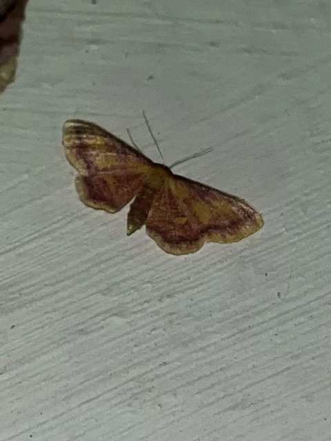 Idaea muricata - mocsári pirosaraszoló