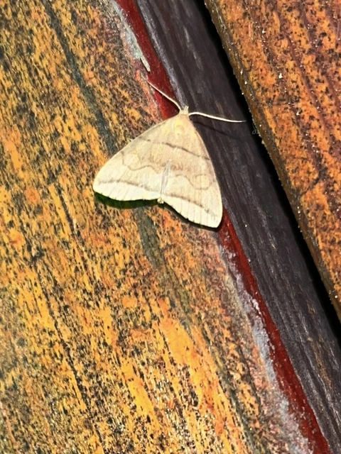 Herminia grisealis - ligeti karcsúbagoly