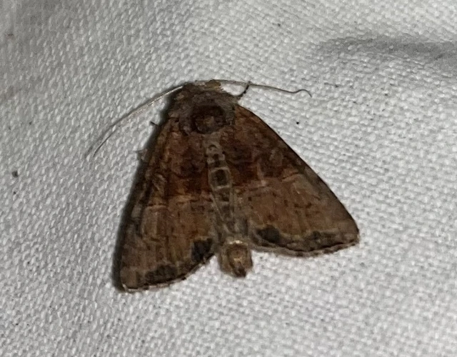 Mesoligia furuncula - kétszínű dudvabagoly Mesoligia furuncula - kétszínű dudvabagoly