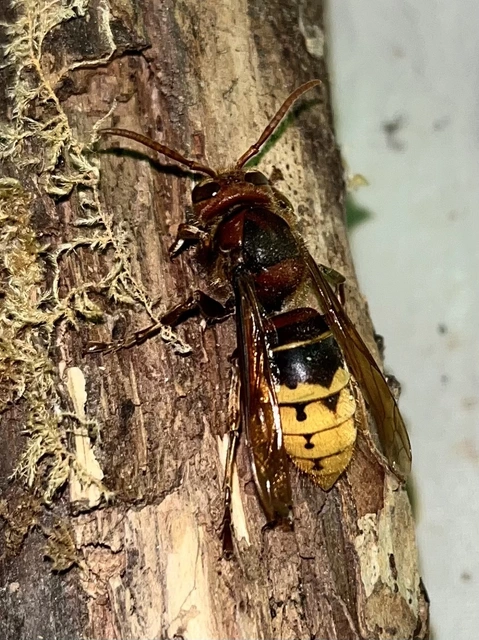 Vespa crabro - lódarázs