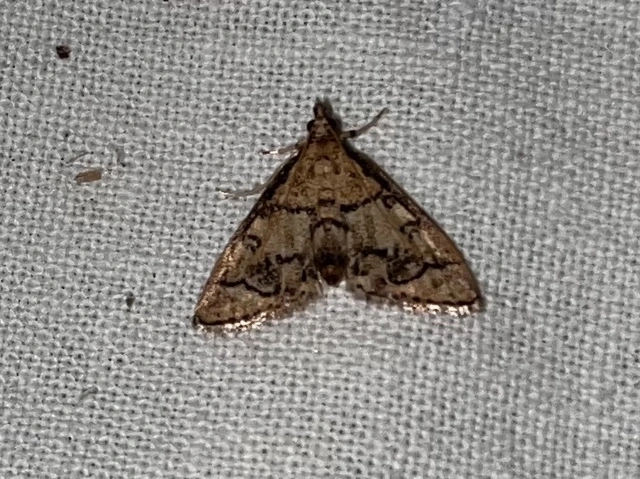 Metasia ophialis - kígyósávos tűzmoly
