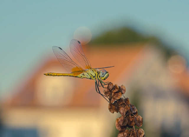 Sympetrum fonscolombii - vándor katona-szitakötő