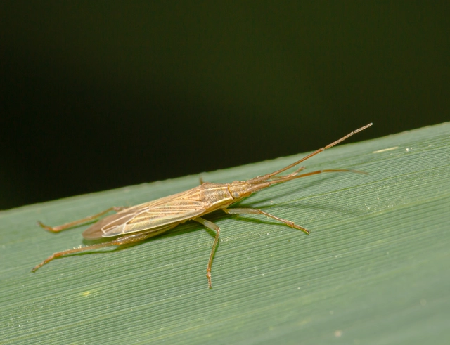 Stenodema