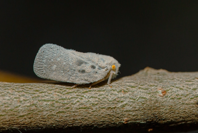 Metcalfa pruinosa - amerikai lepkekabóca