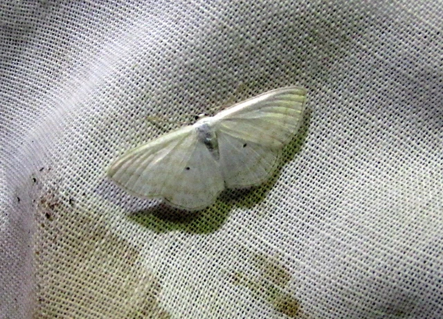 Scopula immutata - réti fehéraraszoló