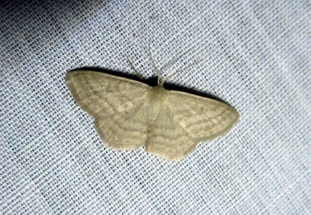 Scopula virgulata - vesszős sávosaraszoló