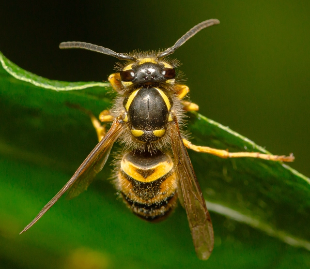 Vespula vulgaris - kecskedarázs