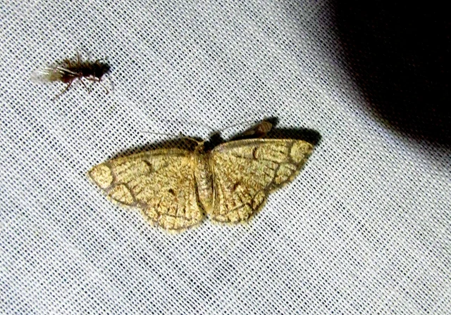 Stegania cararia - gyűrűs nyáraraszoló