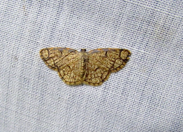 Stegania cararia - gyűrűs nyáraraszoló