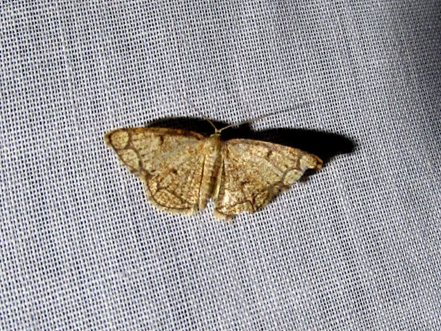 Stegania cararia - gyűrűs nyáraraszoló