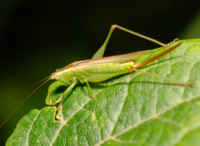 Conocephalus fuscus - kis kúpfejűszöcske