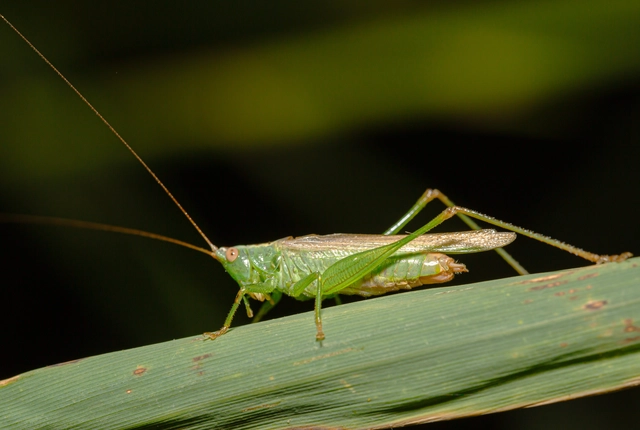 Conocephalus fuscus - kis kúpfejűszöcske