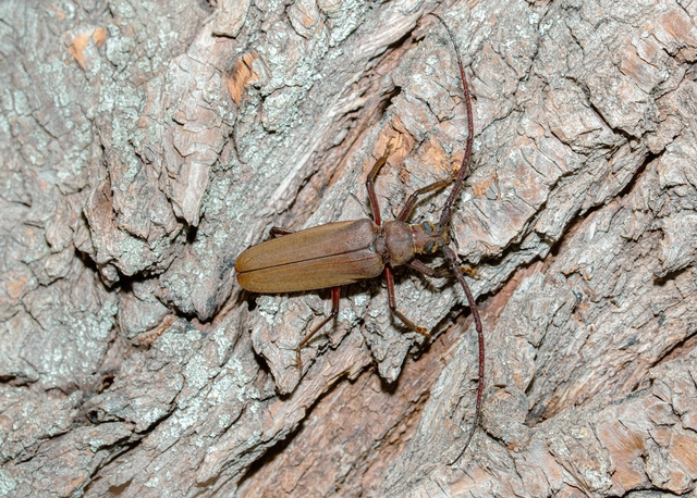 Aegosoma scabricorne - diófacincér