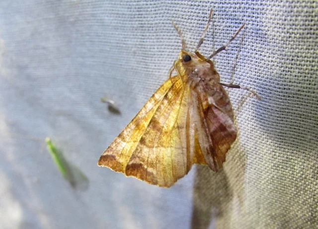 Selenia dentaria - kétfoltos holdasaraszoló