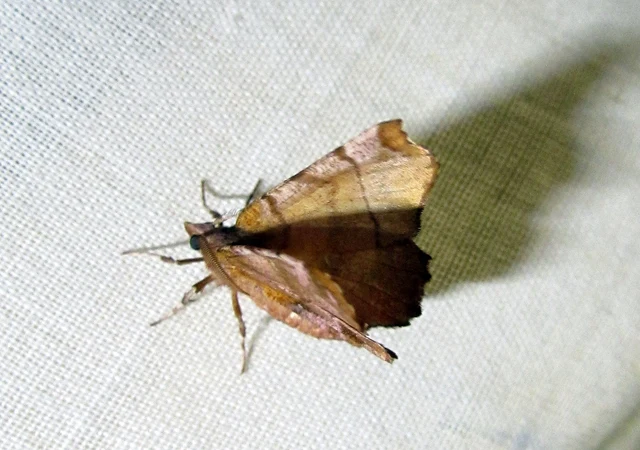Selenia dentaria - kétfoltos holdasaraszoló