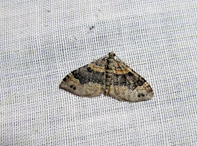 Xanthorhoe ferrugata - kerti tarkaaraszoló Xanthorhoe ferrugata - kerti tarkaaraszoló