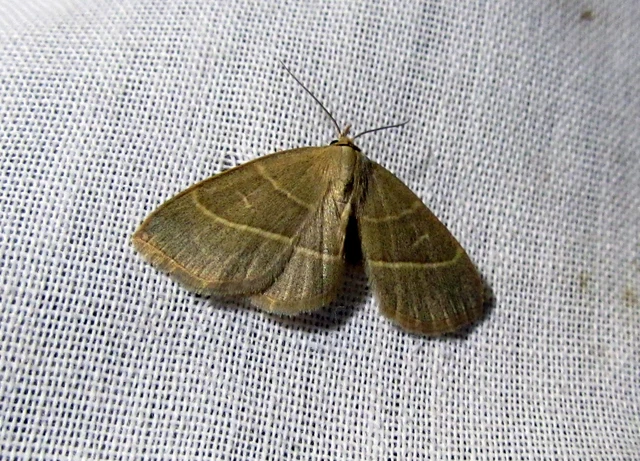 Trisateles emortualis - sárgacsíkos karcsúbagoly