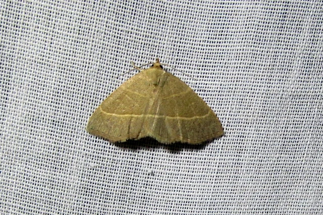 Trisateles emortualis - sárgacsíkos karcsúbagoly
