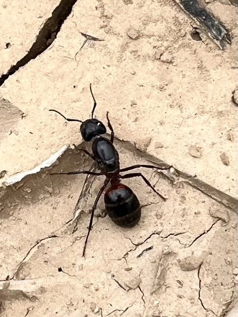 Camponotus ligniperda - faodvasító lóhangya