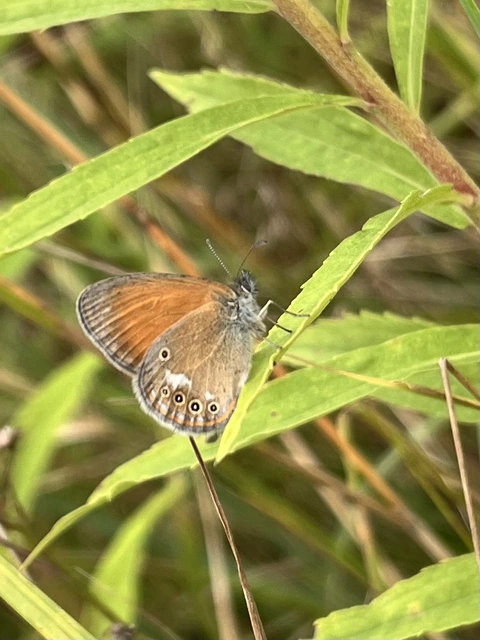 Coenonympha glycerion - közönséges szénalepke