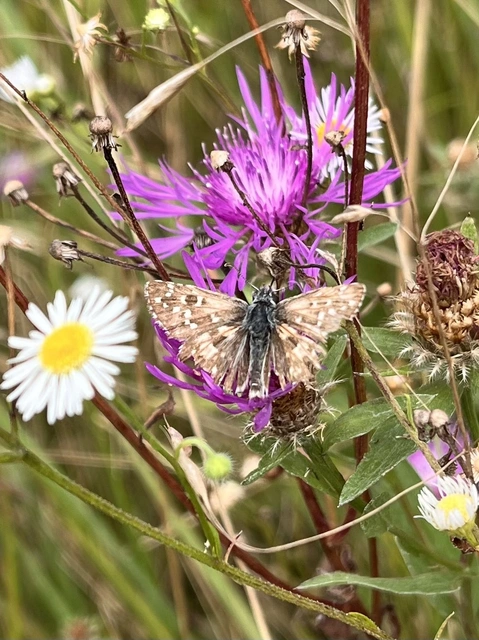 Pyrgus armoricanus - feles busalepke