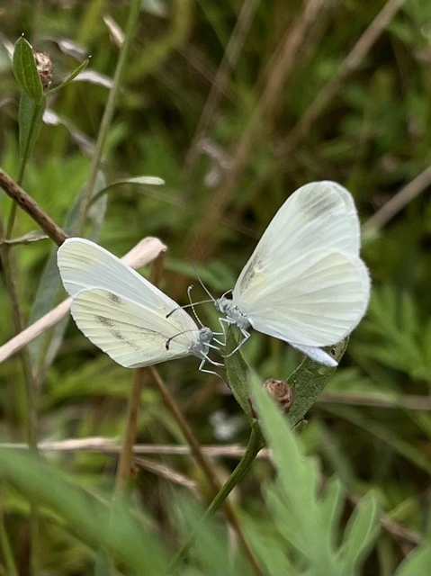 Leptidea sinapis - mustárlepke