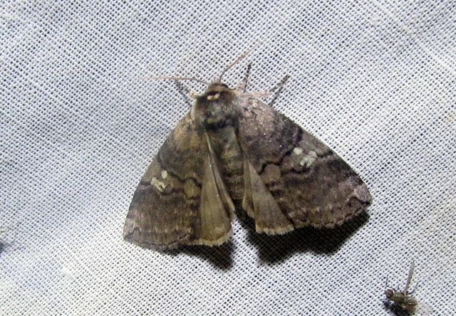 Tethea or - bélyeges pihésszövő