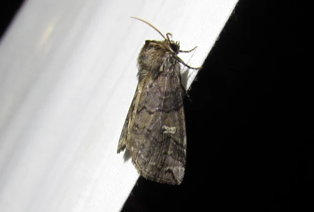 Tethea or - bélyeges pihésszövő
