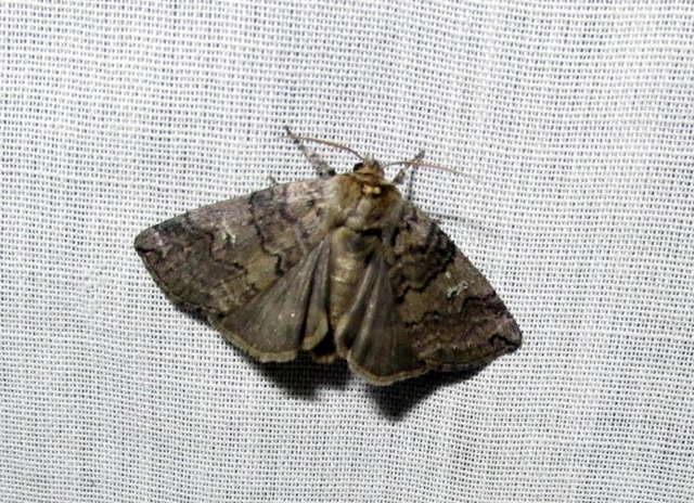 Tethea or - bélyeges pihésszövő