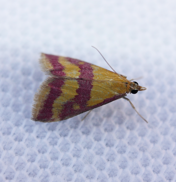 Pyrausta sanguinalis - vérszínű bíbormoly