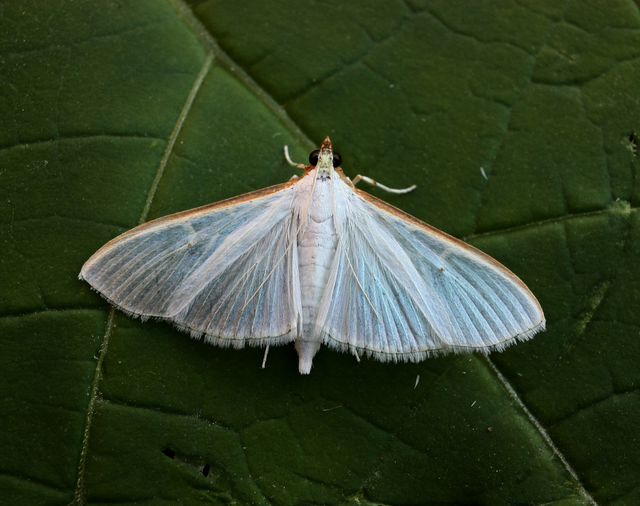 Palpita vitrealis - hófehér tűzmoly