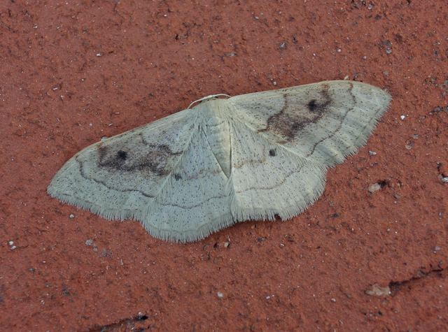 Idaea rubraria - vörössávos araszoló