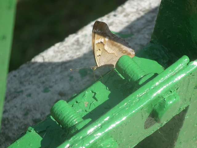 Apatura ilia - kis színjátszólepke