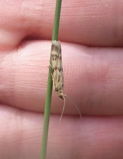 Homoeosoma sinuella - agyagsárga karcsúmoly