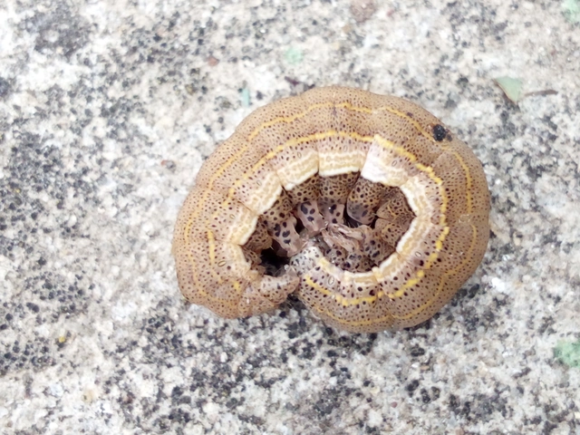 Anophia leucomelas - déli folyófűbagoly