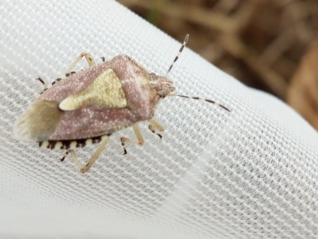 Dolycoris baccarum - közönséges bogyómászó-poloska Dolycoris baccarum - közönséges bogyómászó-poloska