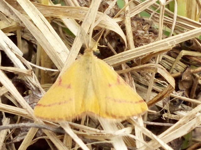 Lythria purpuraria - bíborsávos araszoló