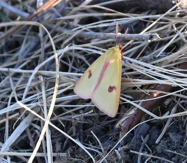 Diacrisia sannio - vörösszélű medvelepke