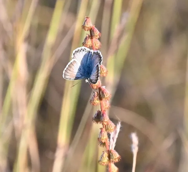 Polyommatus coridon - ezüstkék boglárka