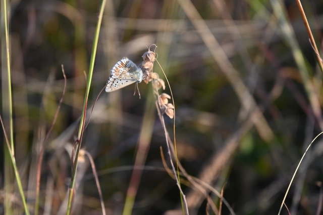 Polyommatus coridon - ezüstkék boglárka