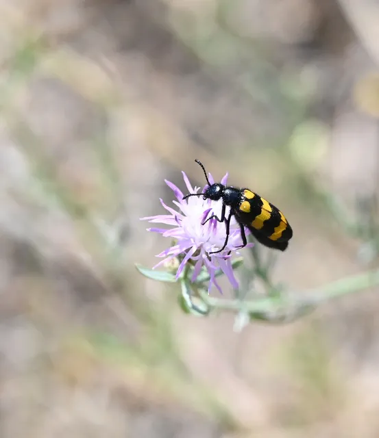 Mylabris variabilis - szalagos hólyaghúzó Mylabris variabilis - szalagos hólyaghúzó