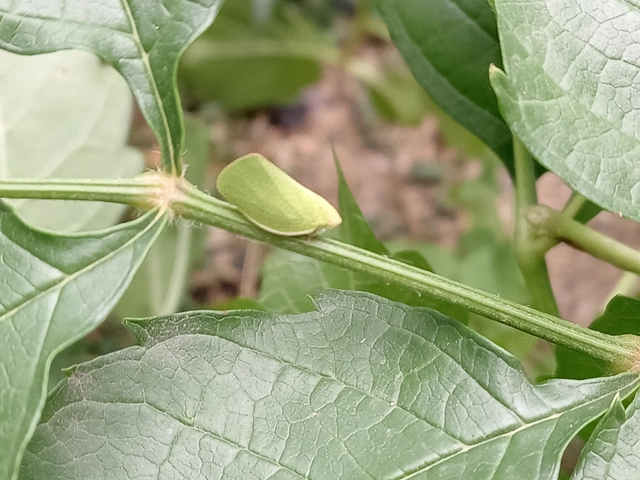 Acanalonia conica - élénkzöld lepkekabóca