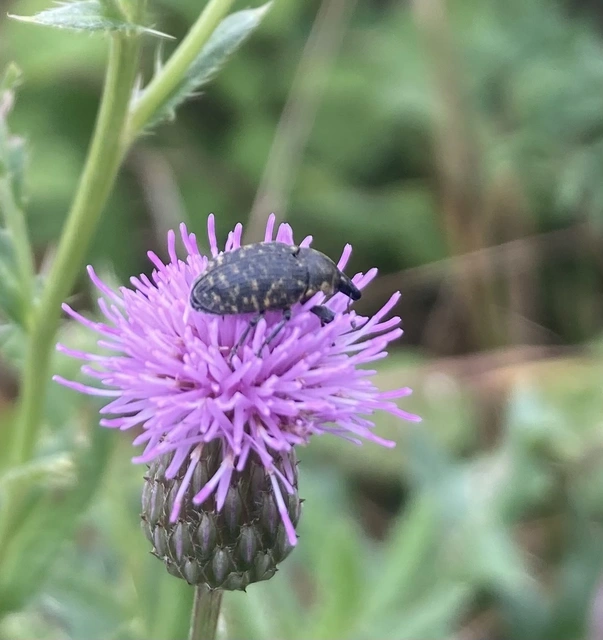 Larinus turbinatus - kúposorrú púderbarkó