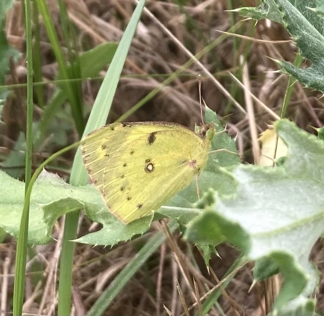 Colias erate - csángó-kéneslepke