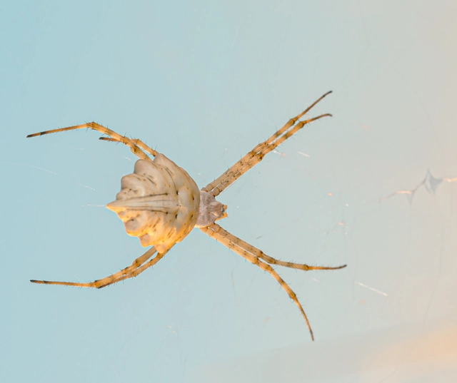 Argiope lobata - karéjos keresztespók