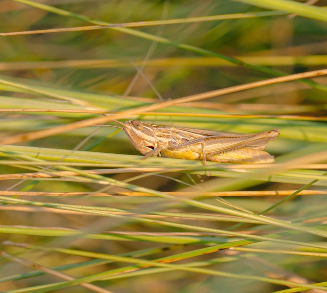 Euchorthippus