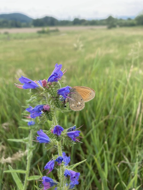 Coenonympha glycerion - közönséges szénalepke